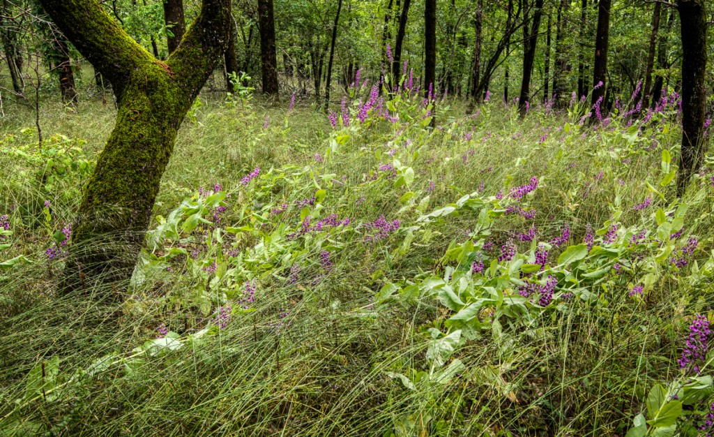 Dam Mountain Trail-3