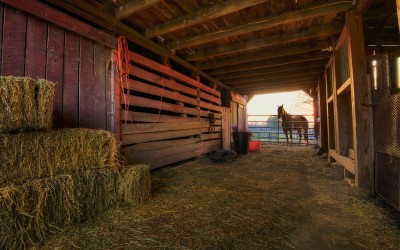 Horse at the Barn