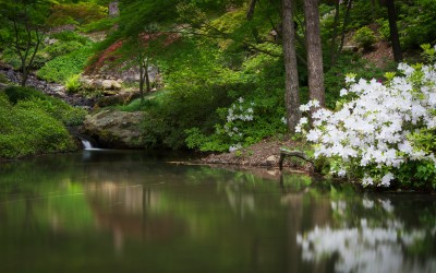 Peaceful Pond