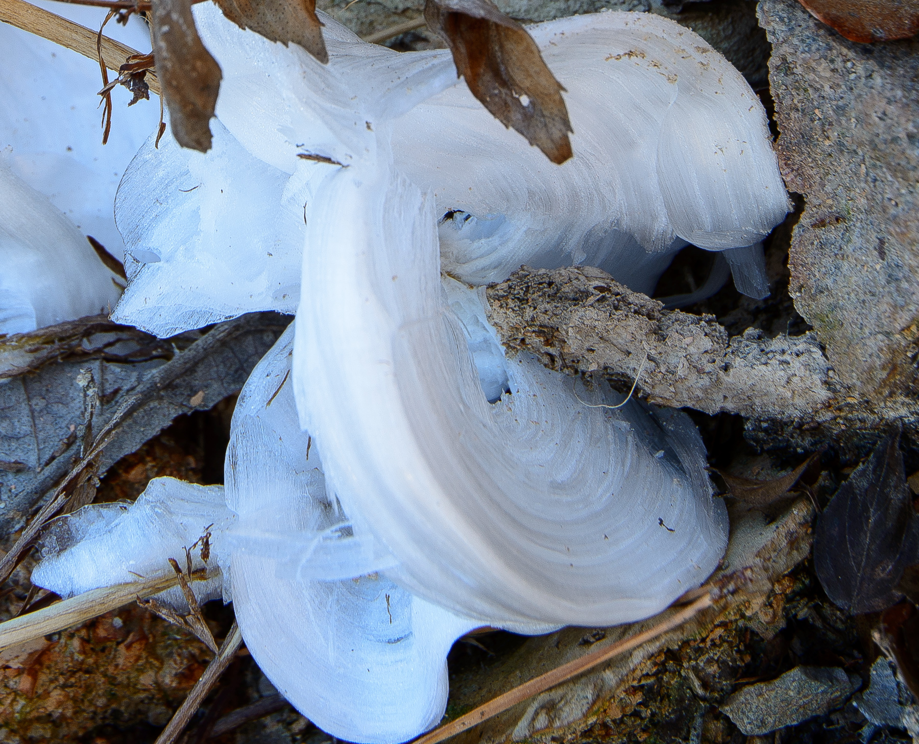 Hickory Nut Mountain and Frost Flowers!